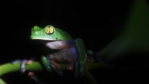 Jungle Frog - Extreme Close up Video stock 247269398