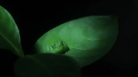 Jungle Frog - Extreme Close up Stock Footage 247269399