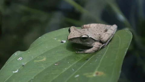 Jungle frog sitting on a leaf in the pond Stock Footage 100459020