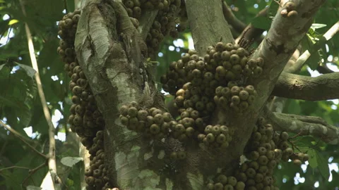 Jungle Fruit on a Tree, Sumatra, Indonesia Stock Footage 141644309