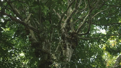 Jungle Fruit on a Tree, Wide, Sumatra, Indonesia Stock Footage 141644215
