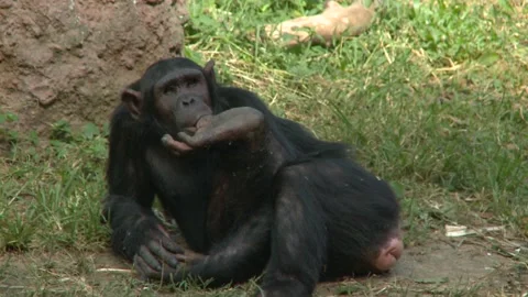 "Jungle Fun: Chimpanzees on the Move" Stock Footage 295249830
