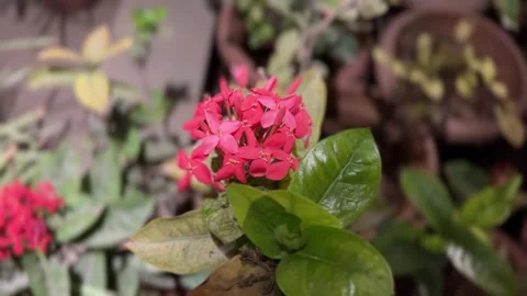 Jungle geranium closeup Stock Footage 234052139
