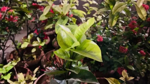 Jungle geranium leaves closeup Stock Footage 234052108