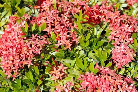 Jungle geranium Stock Photos