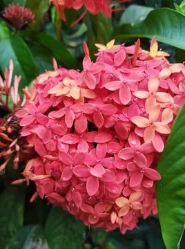 Jungle geranium 스톡 사진