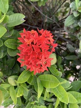 Jungle Geranium Foto stock