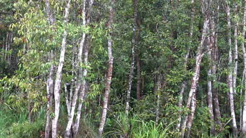 Jungle hardwood trees with a camouflage pattern on their bark. Stock Footage 299689986