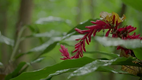 In the Jungle of Hawaii III Stock Footage 345294464