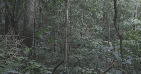 Jungle high trees Video stock 101671872