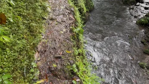 Jungle Hiking Path Alongside Flowing River, Upward Tilting Medium Shot Stock Footage 324500258