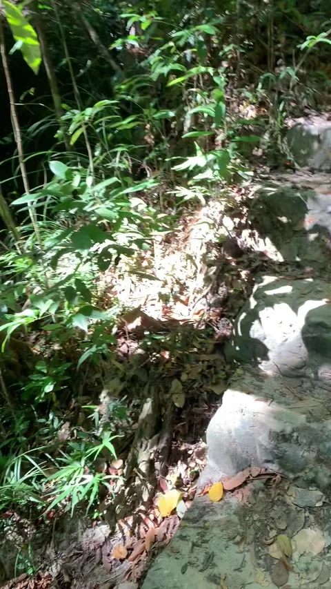 Jungle hiking in Penang Island 動画素材 343557341