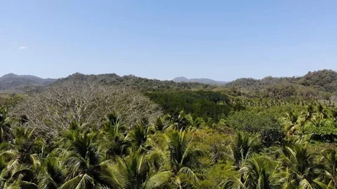 Jungle horizontal Stock Footage 127121978