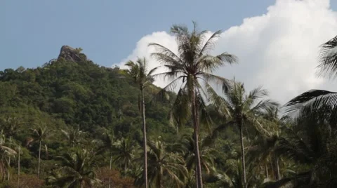 Jungle impression Stock Footage 40272988