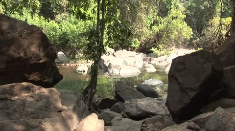 The Jungle in India Stock Footage 2881185