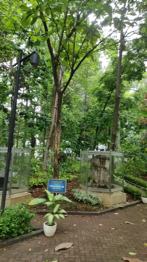 A jungle inside a city Stock Footage 259540684