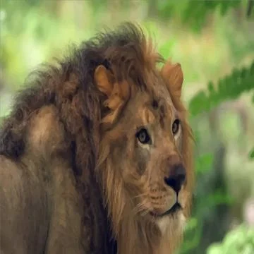Jungle king - name is lion Stock Photos