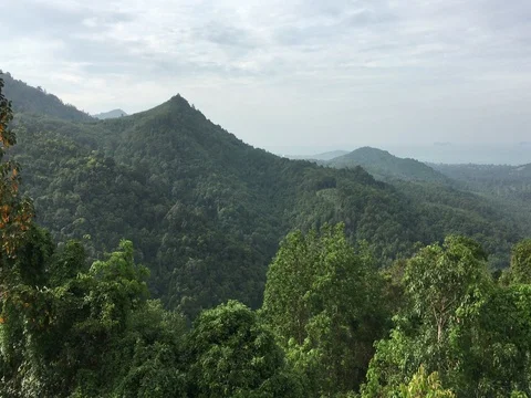 Jungle Koh Samui Video stock 71949931