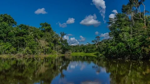 Jungle Lake Time Lapse Stock Footage 73255522