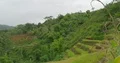 Jungle landscape and common rice fields panning shot Flores mountains Indonesia 4k or 4k+ Resolution