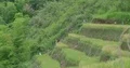 Jungle landscape and common rice fields panning shot Flores mountains Indonesia 4k or 4k+ Resolution