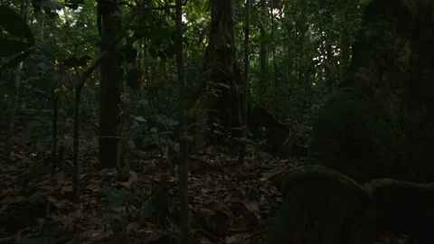 Jungle landscape Stock Footage 119291859