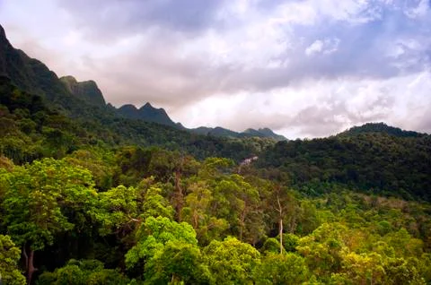 Jungle landscape Stock Photos