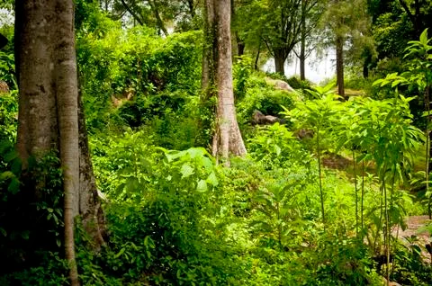Jungle landscape Stock Photos