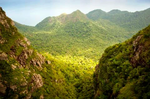 Jungle landscape Stock Photos