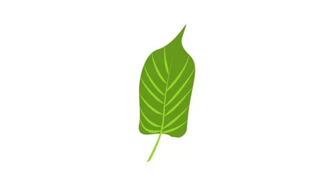 Jungle leaf icon animation Stock Footage 152558103