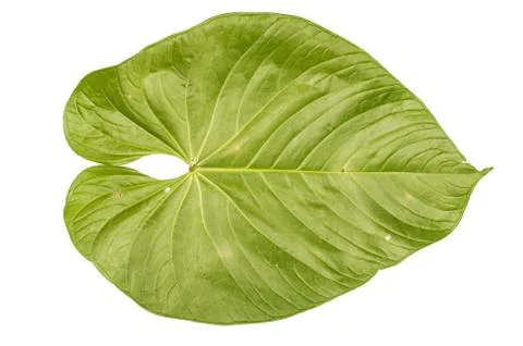 Jungle leaf white background Stock Photos