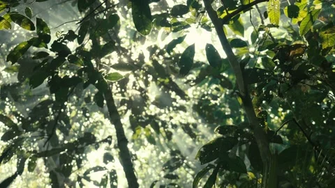Jungle Leaves (Amazon Rainforest) Stock Footage 220768816