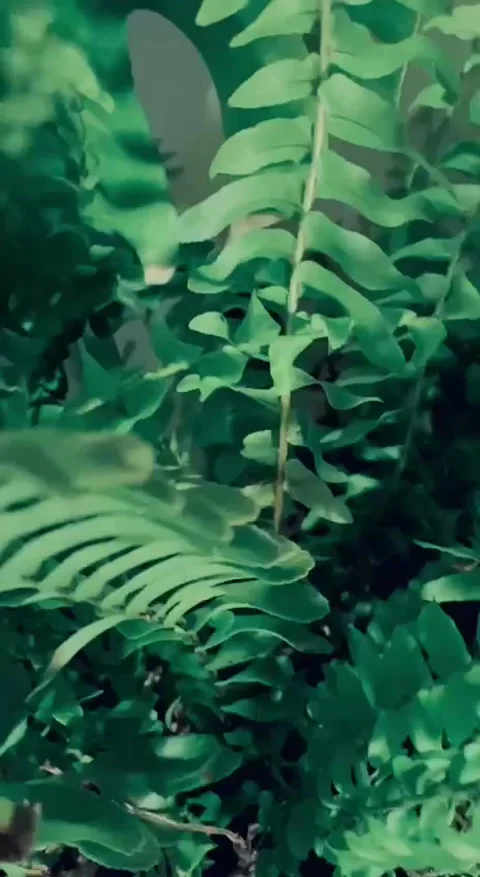 Jungle leaves background Stock Footage 294064180