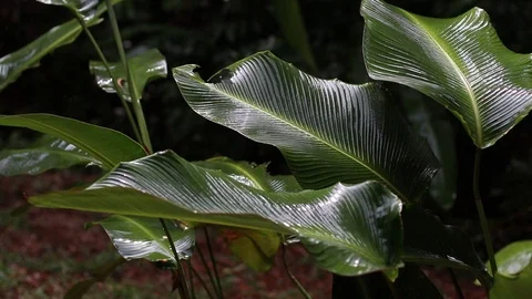 Jungle leaves in rain Stock Footage 114253482