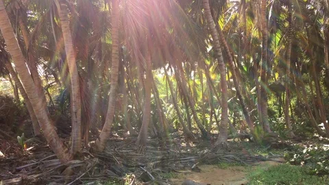 Jungle. The light of the sun through the palm trees. Stock Footage 101795715
