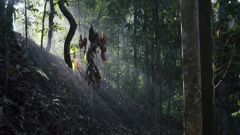 Jungle light trails Video stock 82176841