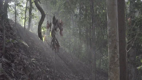 Jungle light trails slog2 Stock-Footage 82446505