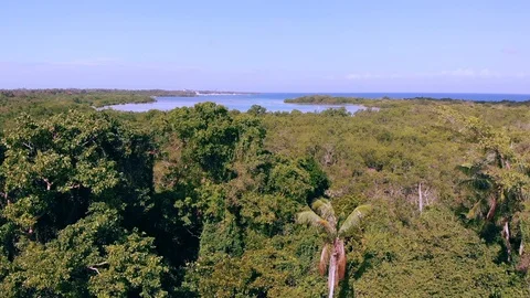Jungle Low Altitude Fly-Over Видео 106698076