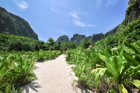 Jungle of maya bay phi phi leh island, krabi thailand, asia Stock Photos