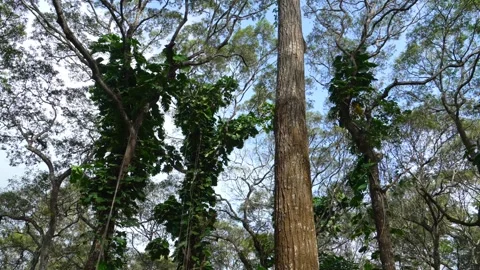 Jungle Monolith: Low-Angle View of Tall Tree Trunk and Ivy-Covered Woods 스톡 동영상 342814442