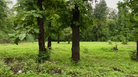 Jungle in monsoon Stock Footage 168799368