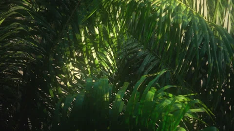 Jungle Morning Light 库存影片 22933045