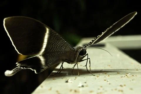 Jungle Moth Stock Photos
