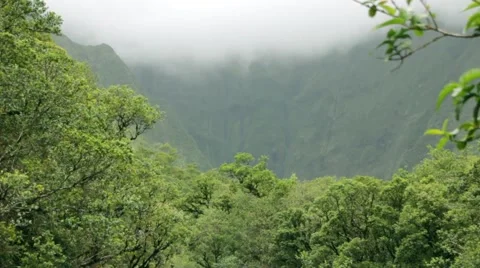 Jungle Mountain Video stock 2648037