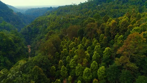 Jungle in a mountain gorge 3 Stock Footage 121322995