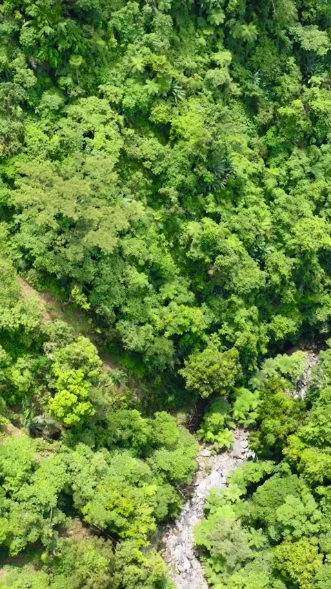 Jungle in the mountains of the Philippines. Stock Footage 325921343
