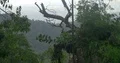Jungle mountains with trees foreground while raining season in Flores Indonesia 4k or 4k+ Resolution