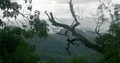Jungle mountains with trees foreground while raining season in Flores Indonesia 4k or 4k+ Resolution