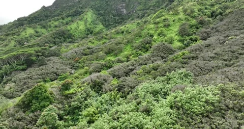 Jungle on the Mountainside Drone Aerial View Kailua Oahu Hawaii USA Stock-Footage 335793395
