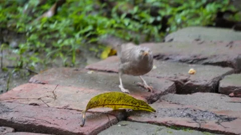 A jungle myna is flew away Stock Footage 314607940